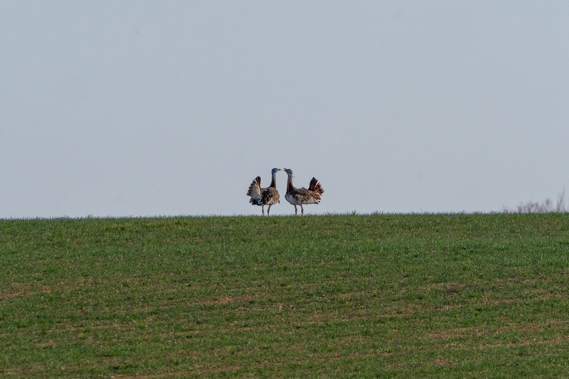 Stortrapp / Great Bustard, Petrola, Spanien 2022