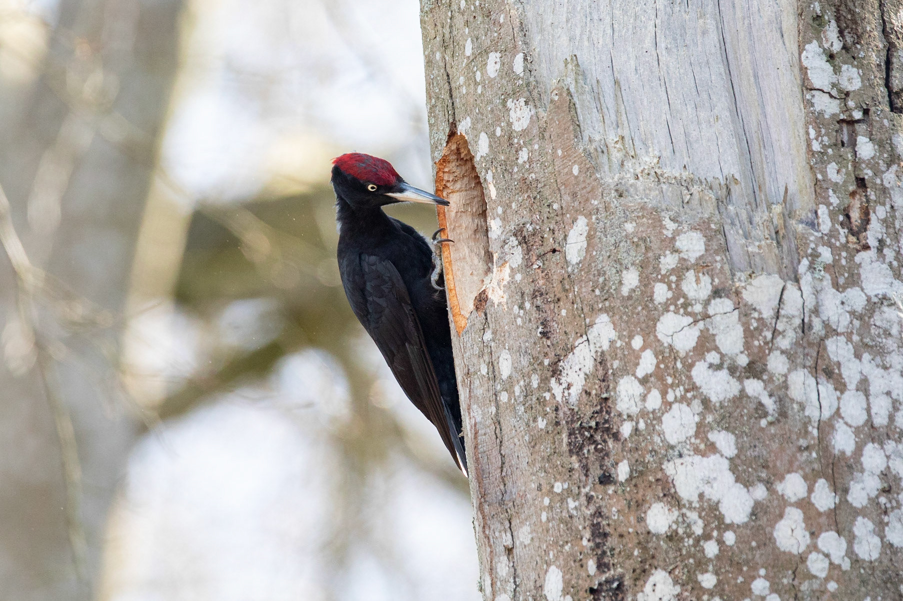 Spillkråka / Black Woodpecker, Äskebäskan 2020