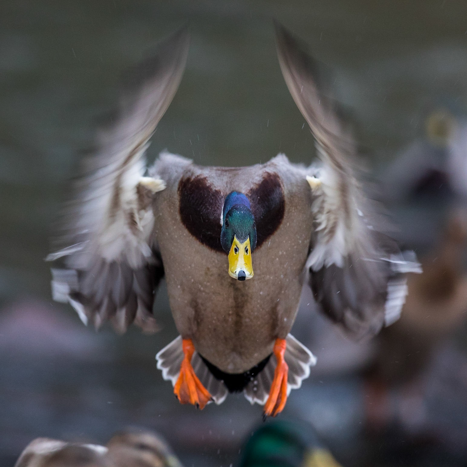 Gräsand / Mallard, Halmstad 2018
