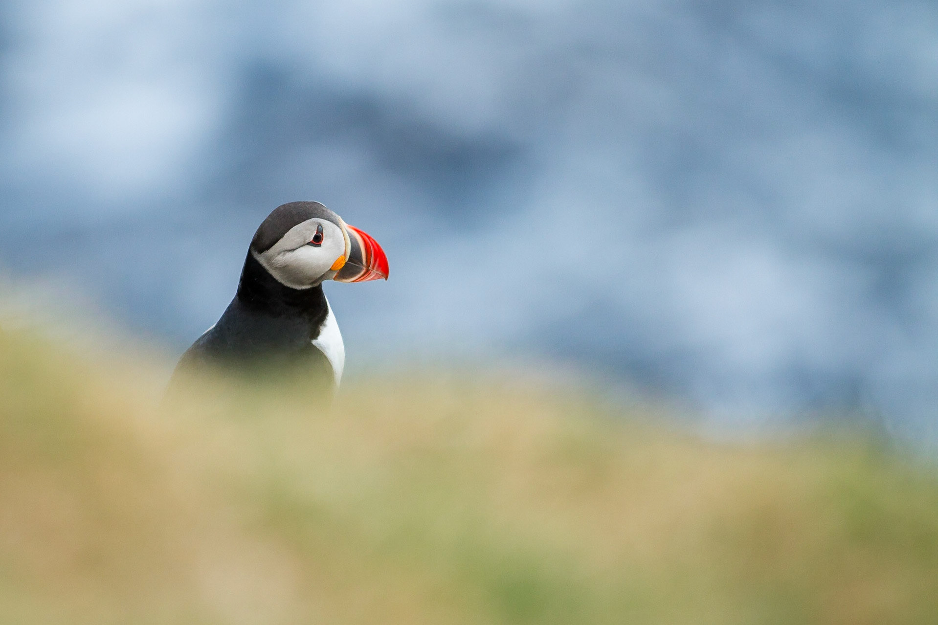 Lunnefågel / Atlantic Puffin, Borgarfjördur Iceland 2010