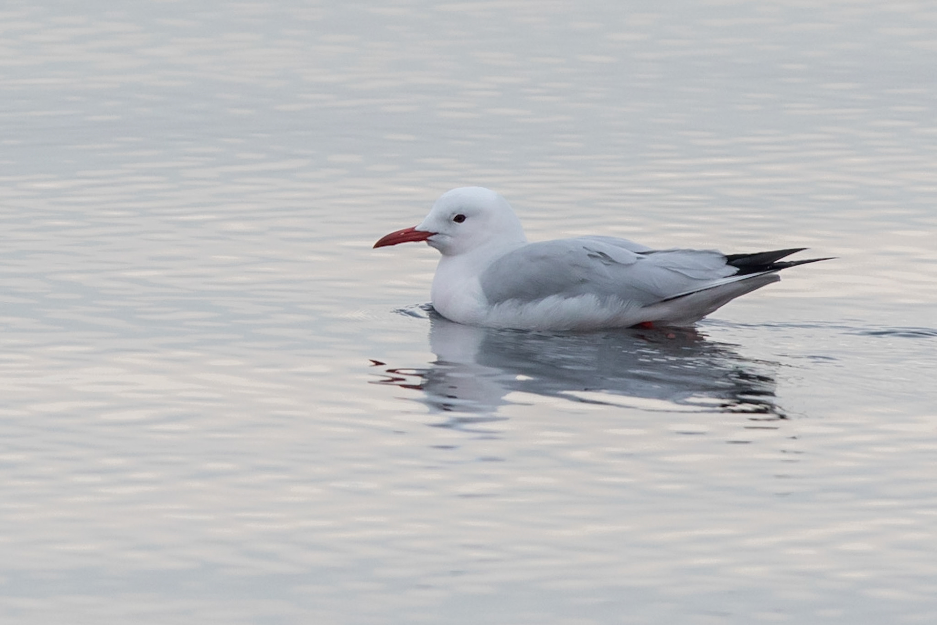 Långnäbbad mås / Slender-billed Gull, Kalochori Greece 2017