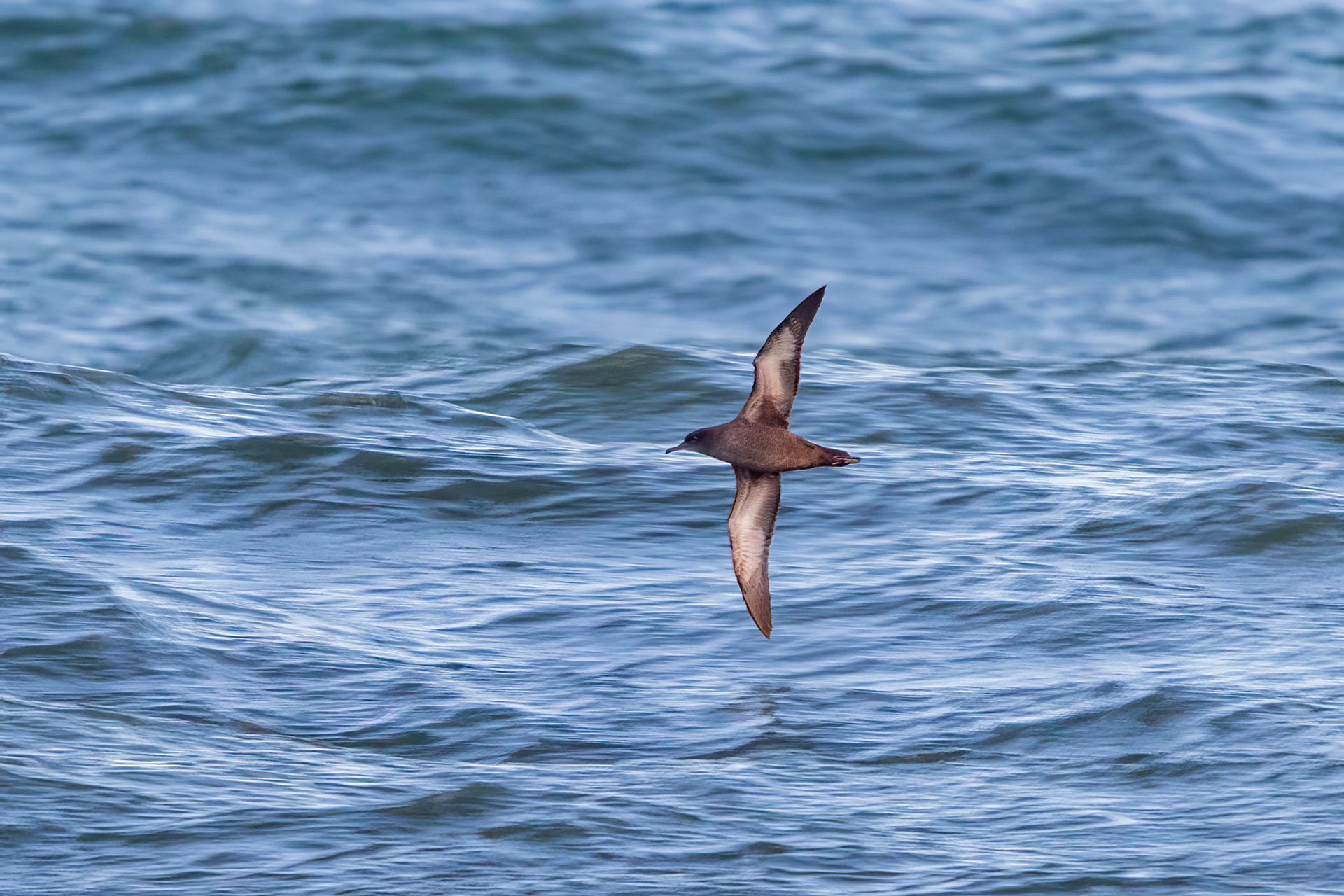 Grålira / Sooty Shearwater, Hovs hallar 2016