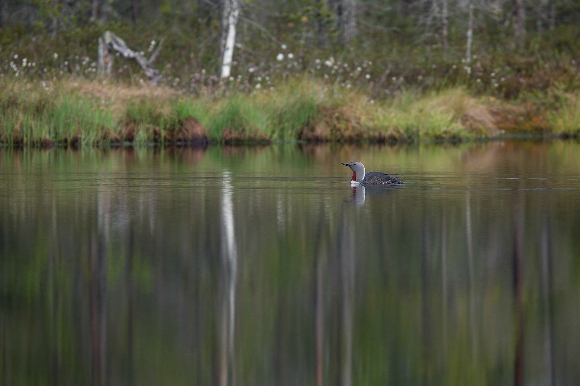 Smålom / Red-throated Diver, Knuthöjdsmossen 2016