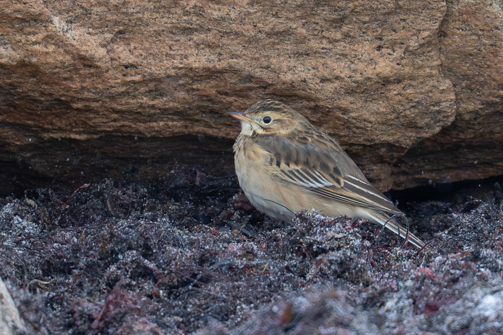 Större piplärka / Richard's Pipit, Rosendal, Falkenberg 2026