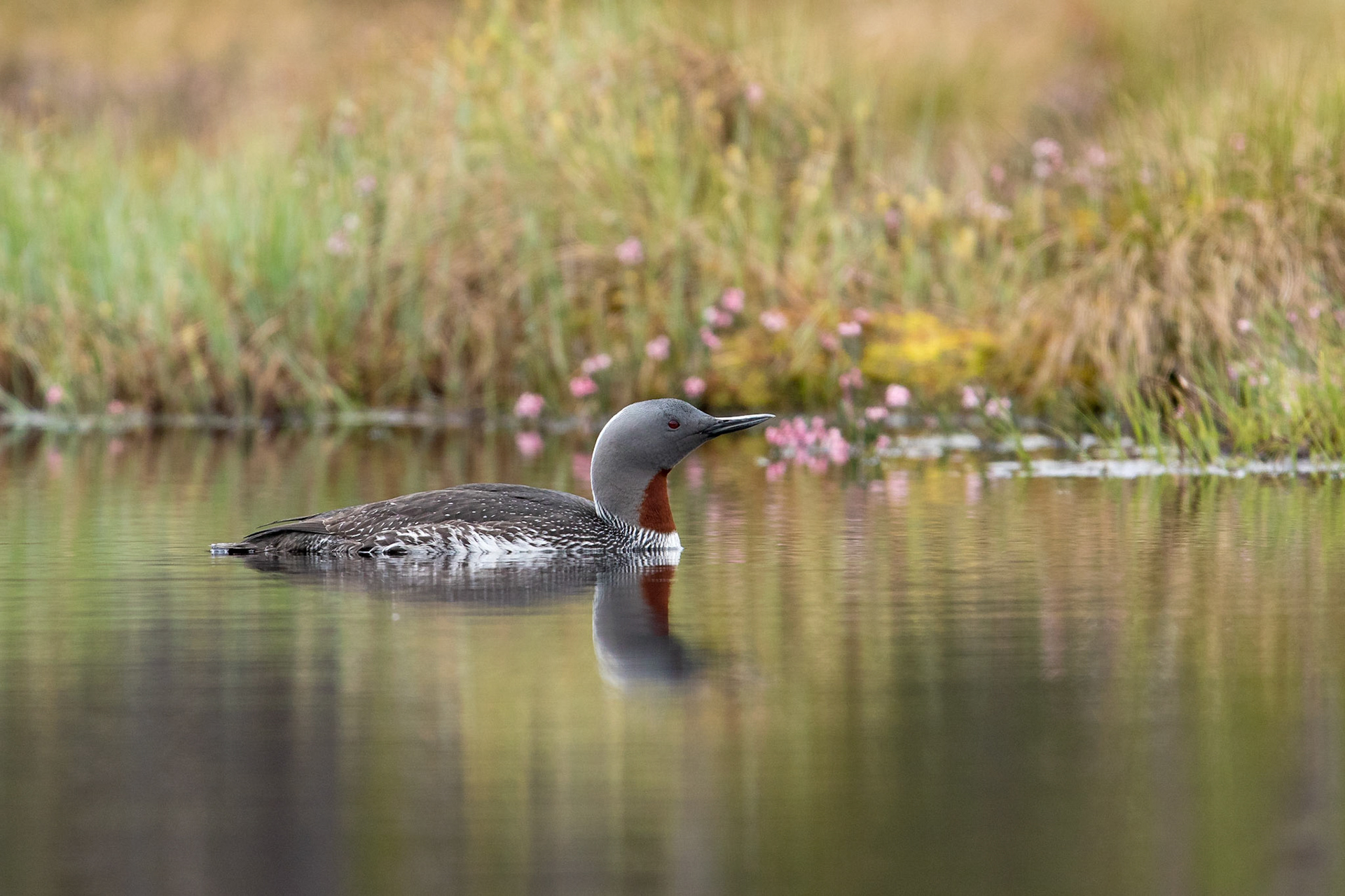 Smålom / Red-throated Diver, Knuthöjdsmossen 2016