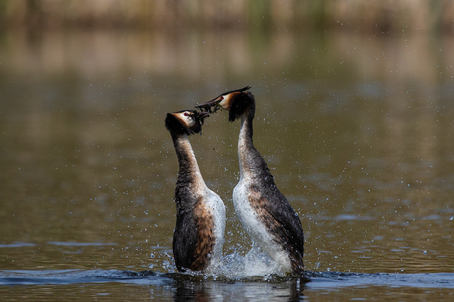 Skäggdopping / Great Crested Grebe, Lunds reningsverk 2020