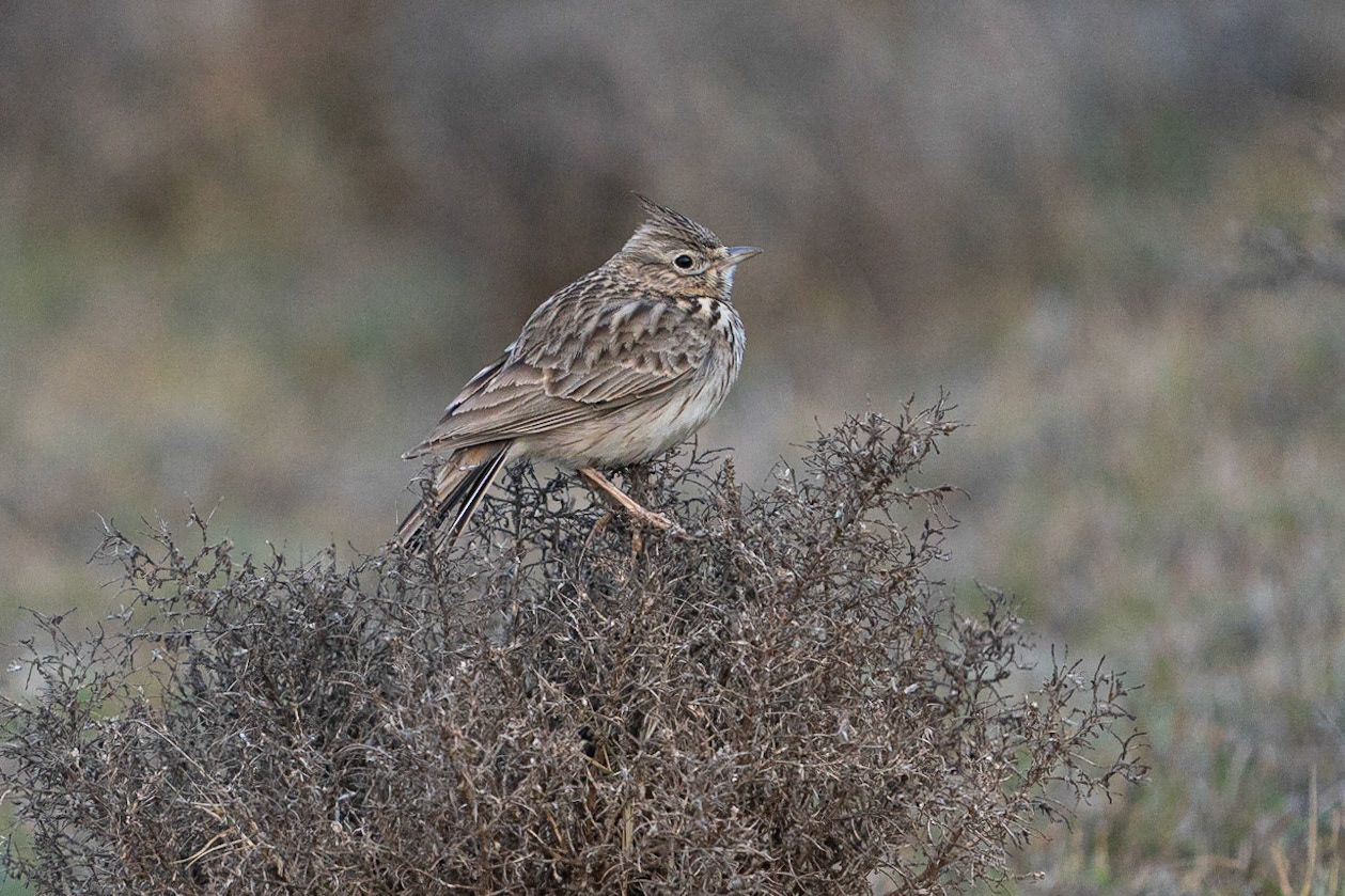 Lagerlärka / Thekla Lark, Cabo de Gata, Spanien 2022