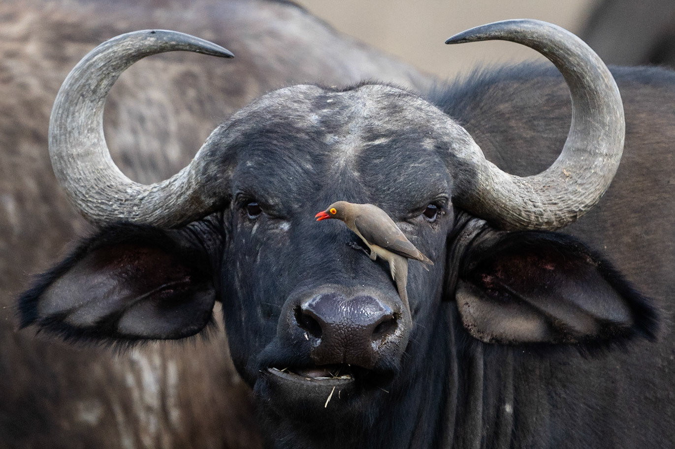 Rödnäbbad oxhackare / Red-billed Oxpecker, Lake Nakuru Kenya 2022