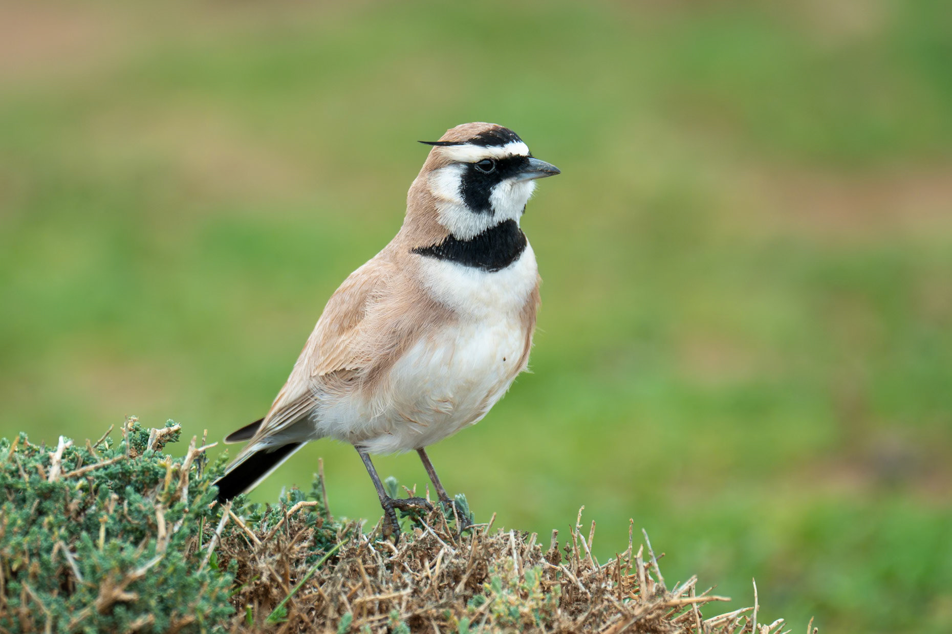 Temminck's Lark / Ökenberglärka, Boulmalne Dades Tagdilt Track Morocco 2024