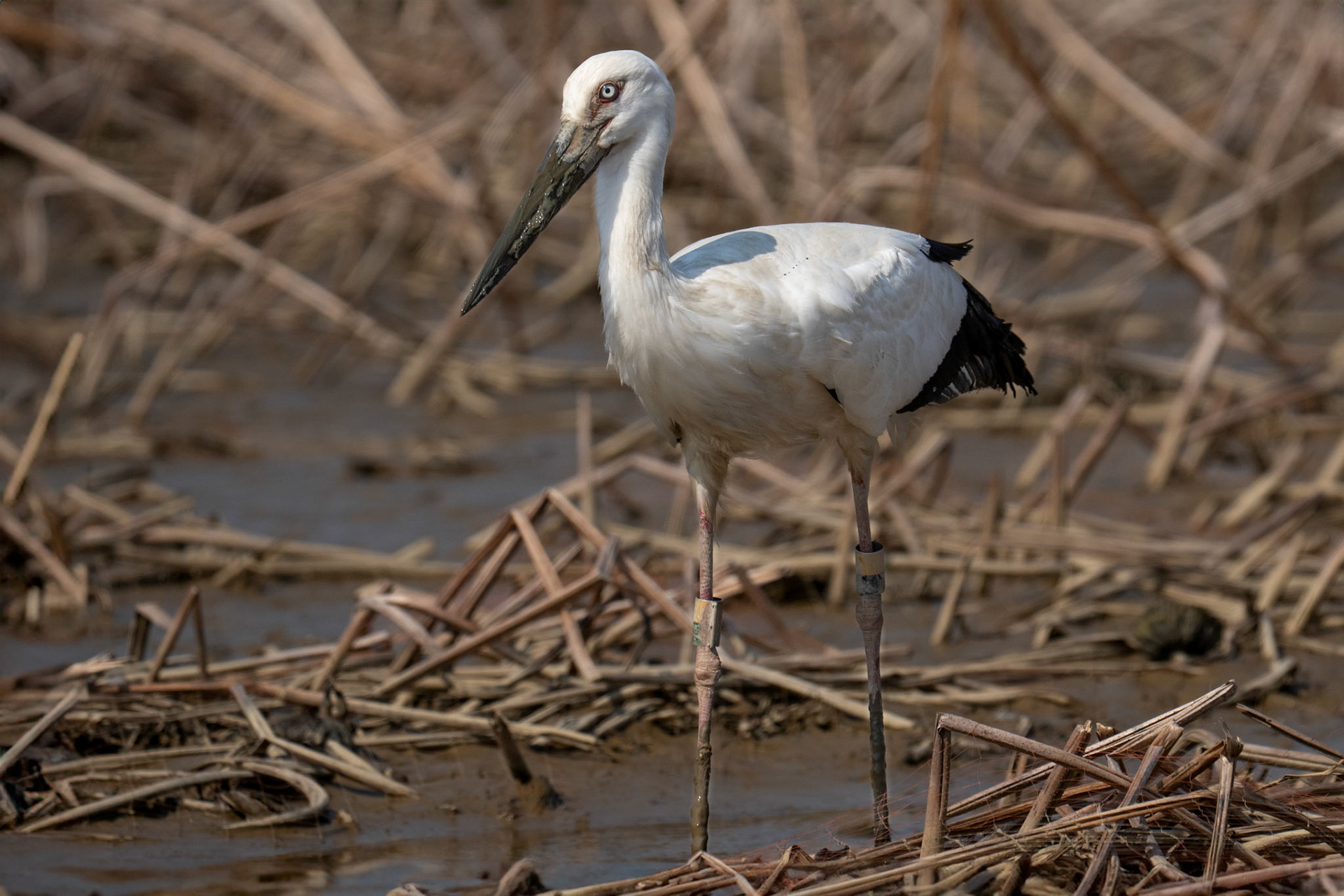 Amurstork / Oriental Stork, Kanazawa, Japan 2025