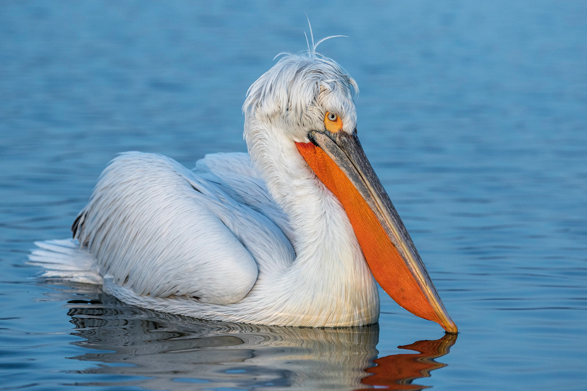 Krushuvad pelikan / Dalmatian Pelican, Kerkini lake Greece 2017