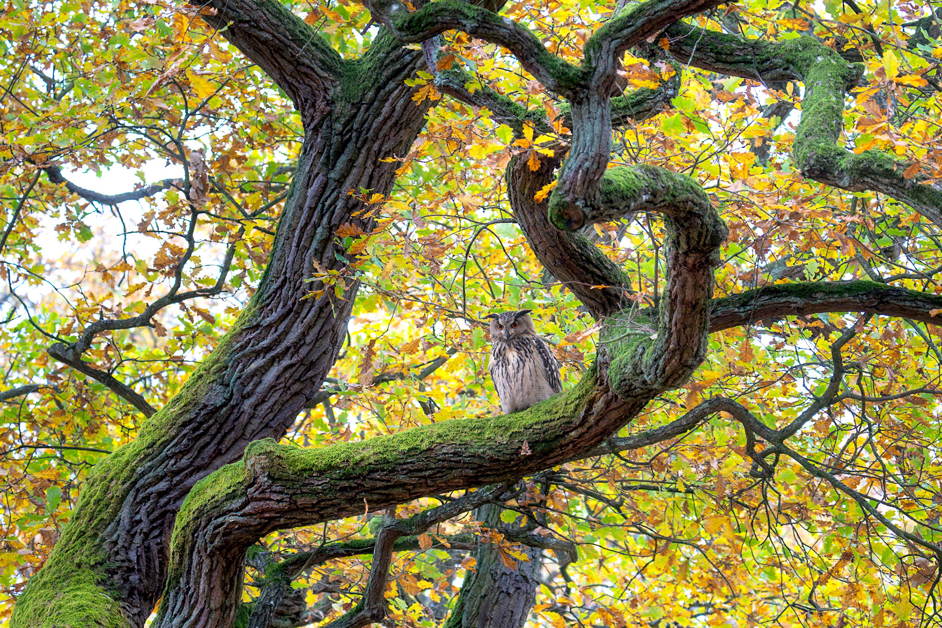 Berguv / Eurasian Eagle Owl, Alnarp 2024