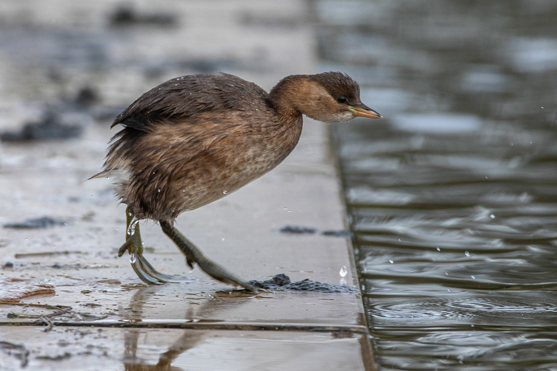 Smådopping / Little Grebe, Lunds reningsverk 2019