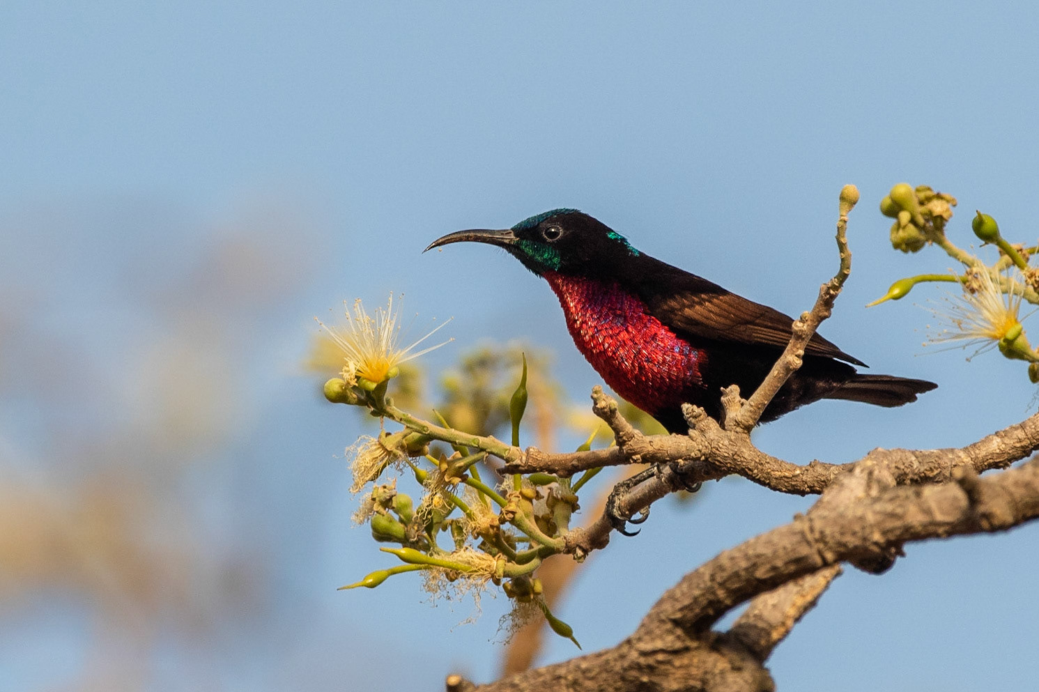 Karmosinbröstad solfågel / Scarlet-chested Sunbird, Tendaba, Gambia  2019