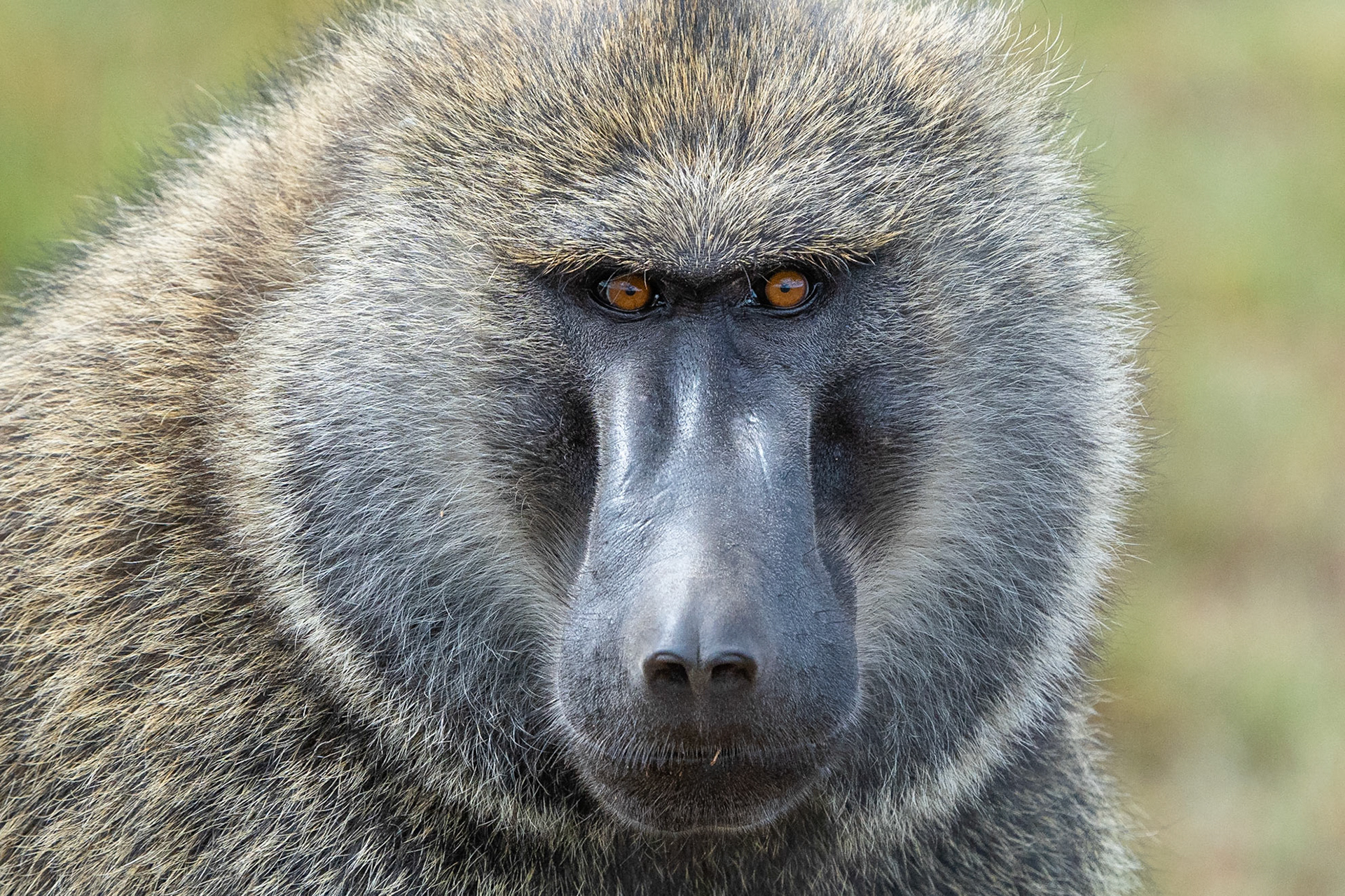 Olive Baboon / Anubisbabian, Maasai Mara Kenya 2022