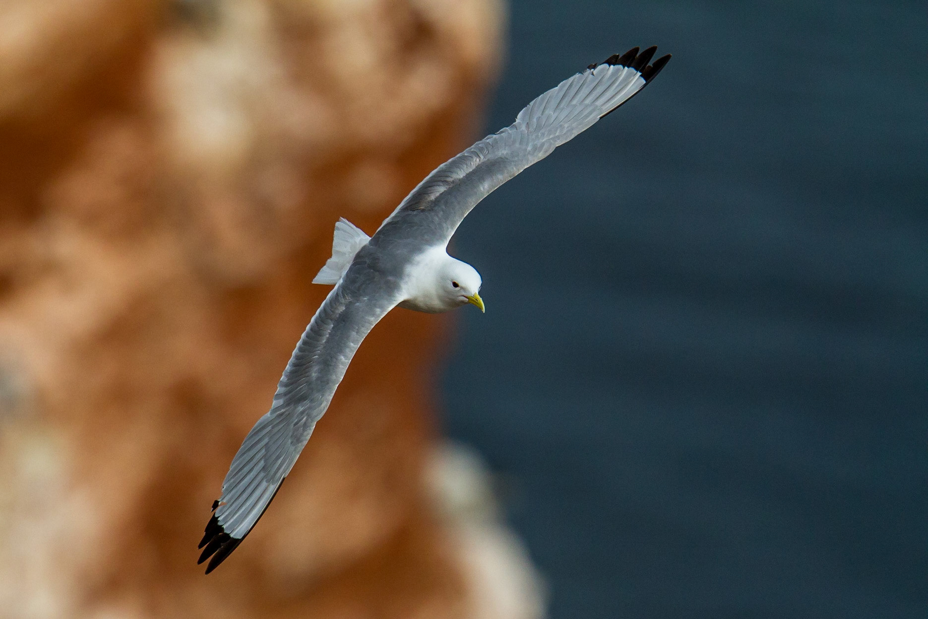 Tretåig mås / Black-legged Kittiwake, Helgoland, Germany 2012
