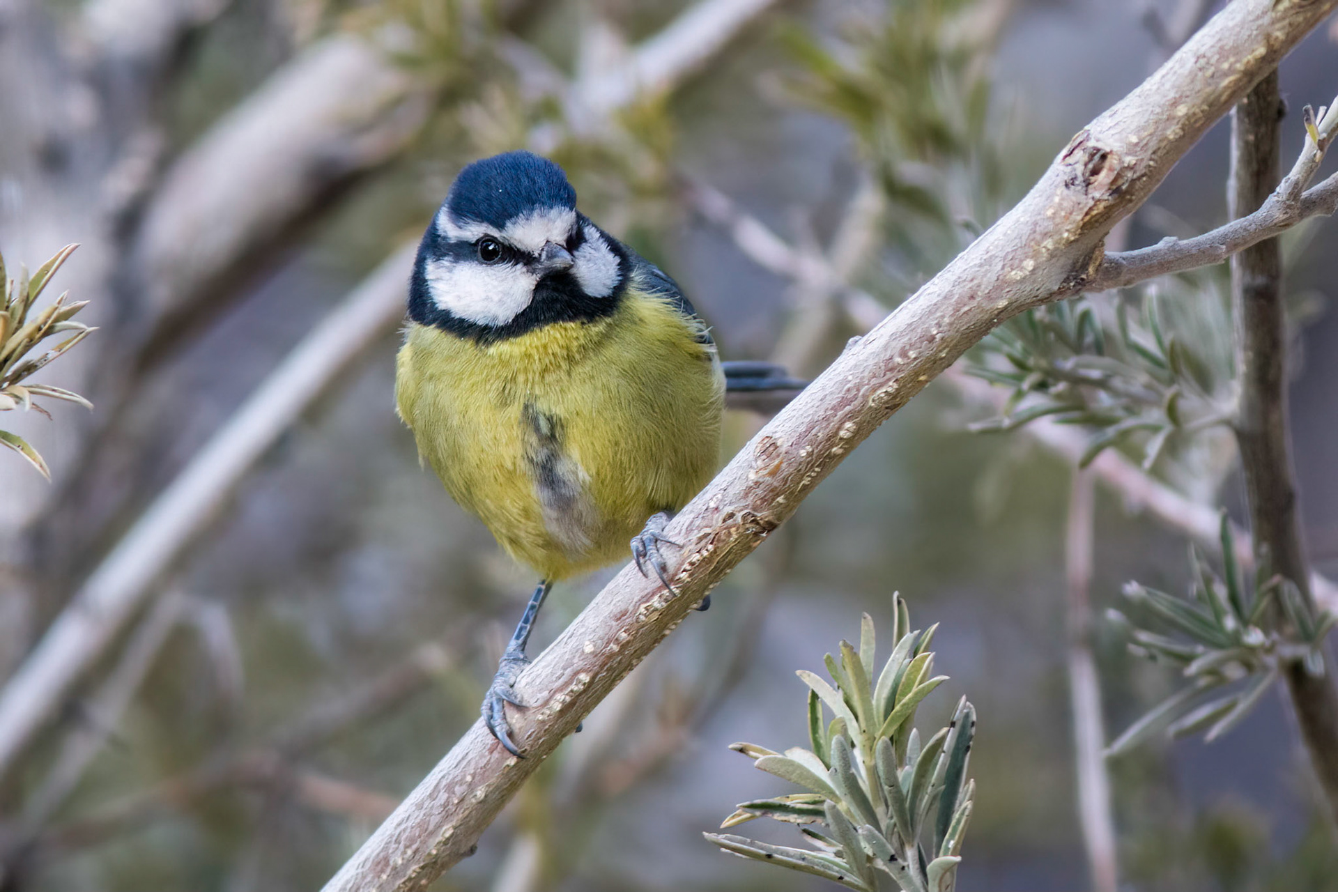 Koboltmes / Canary Islands Blue Tit, Tenerife Spain 2012