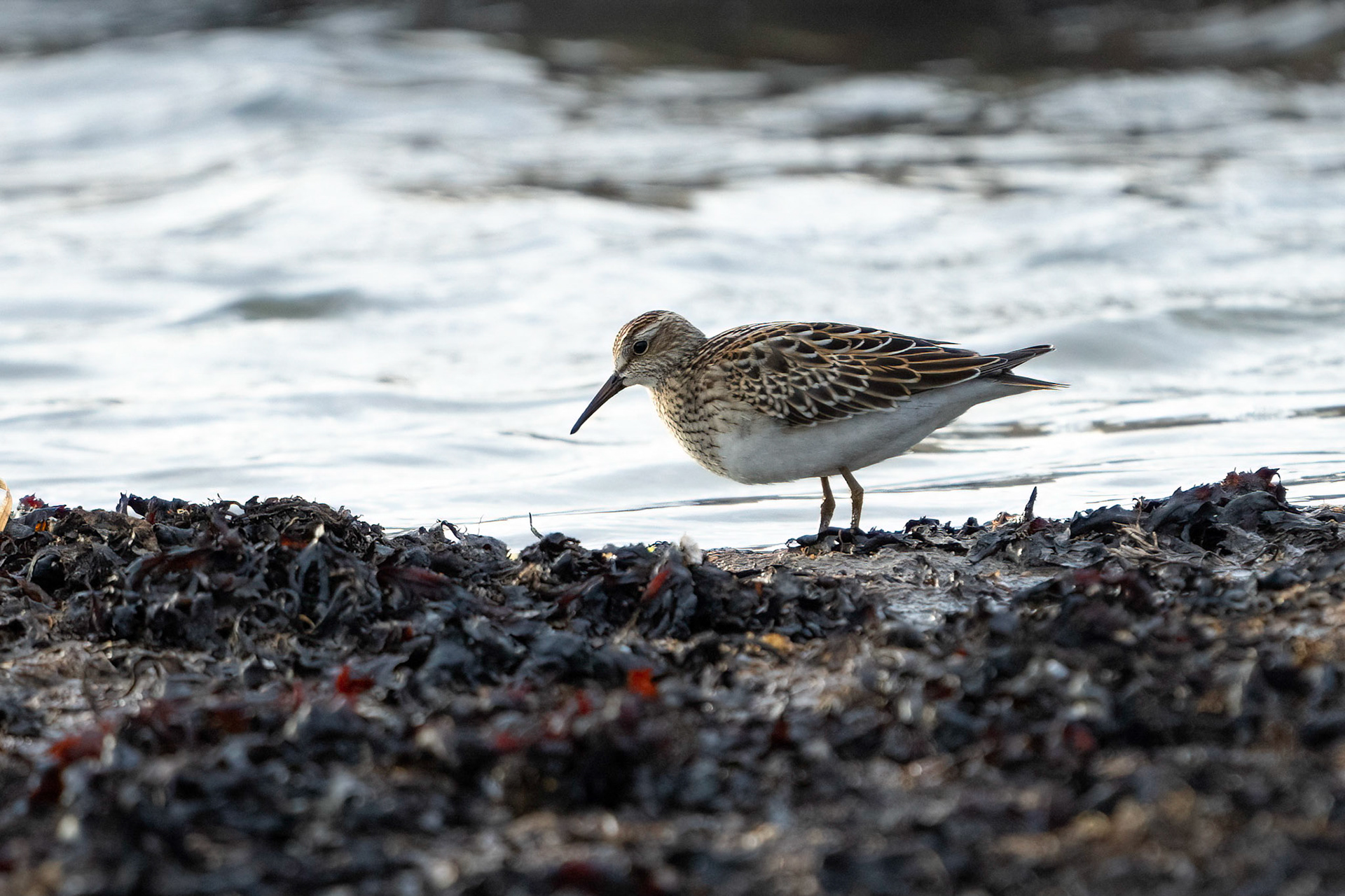Tuvsnäppa / Pectoral Sandpiper, Vejbystrand 2021