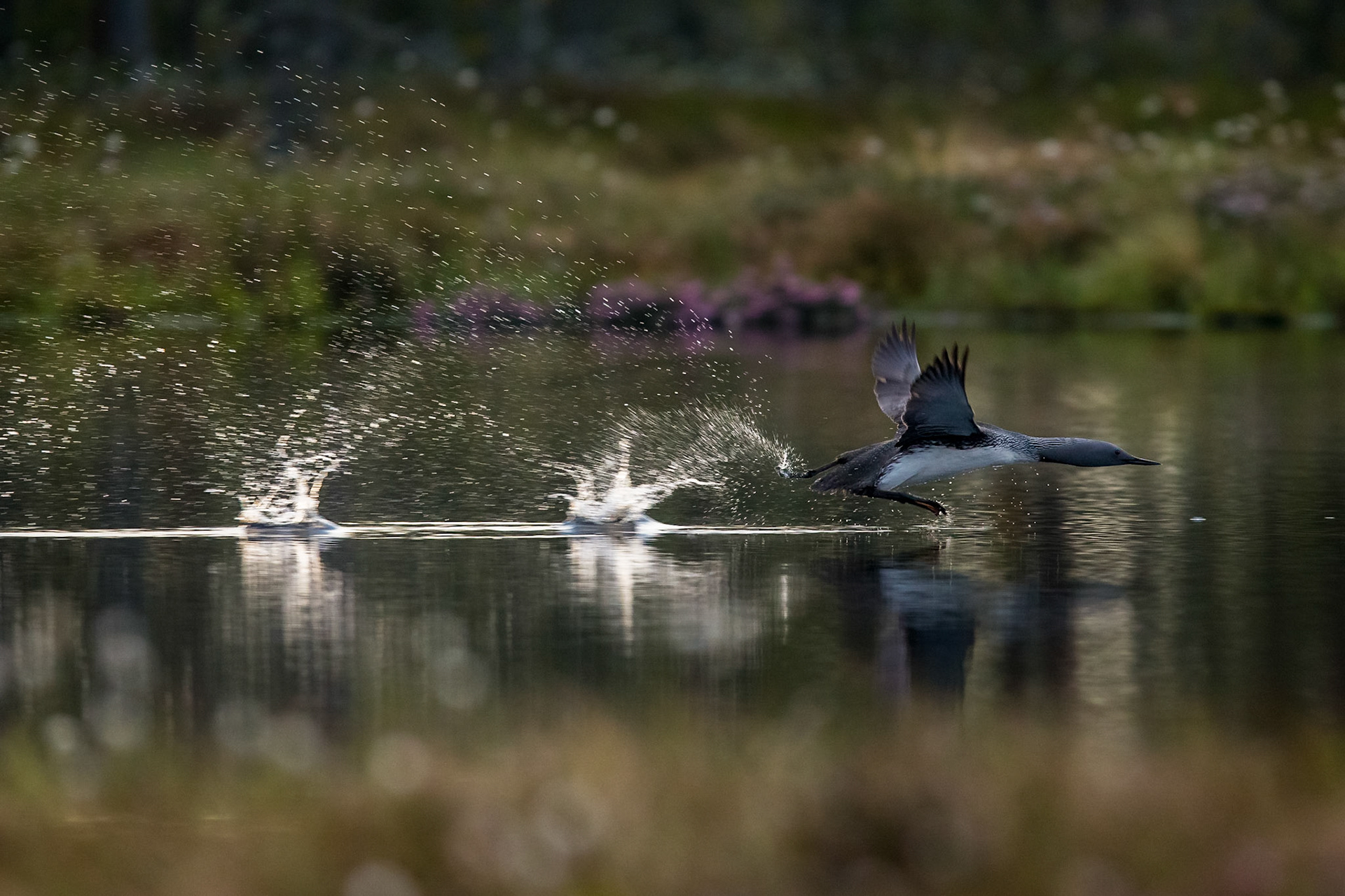 Smålom / Red-throated Diver, Knuthöjdsmossen 2016