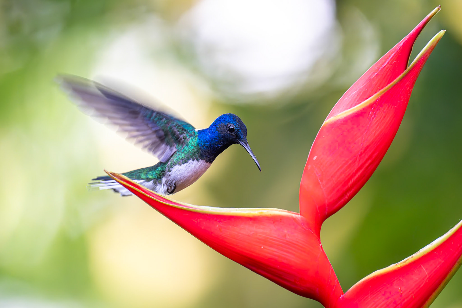 White-necked Jacobin / Halsbandsjakobin, Plumas y Picos, Costa Rica 2024