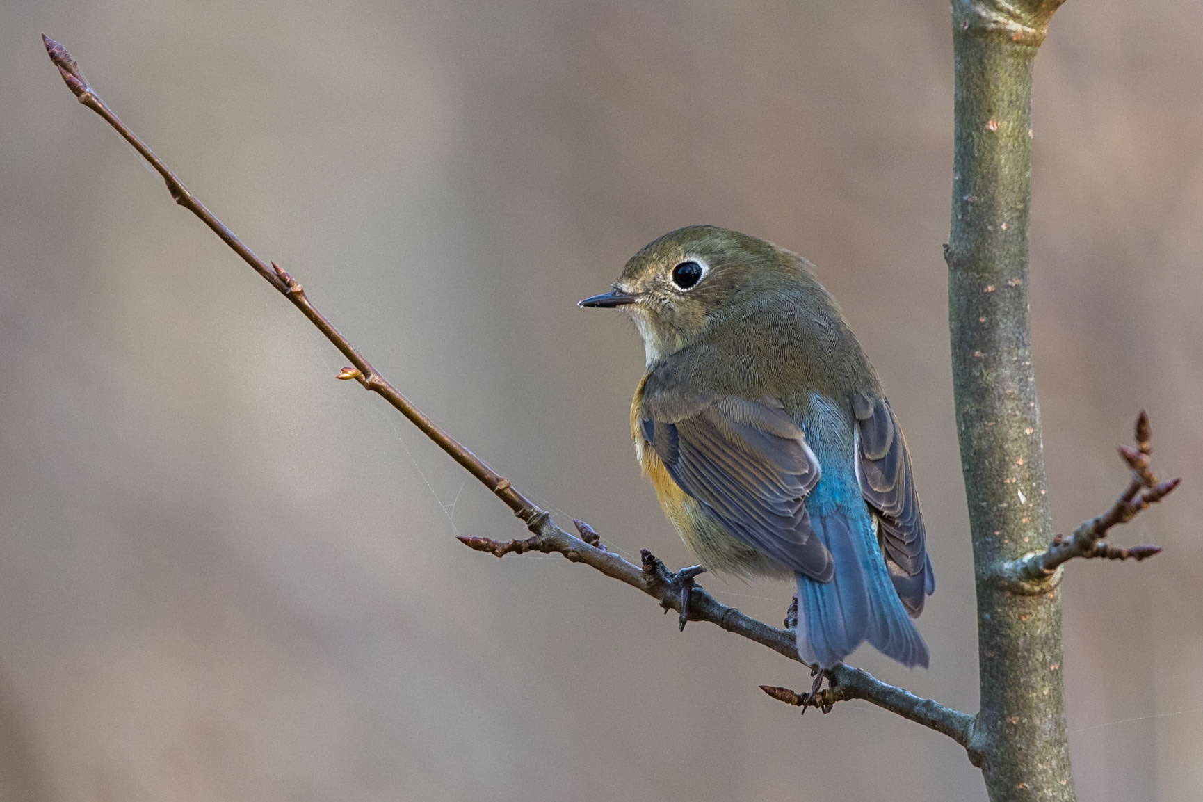 Tajgablåstjärt / Red-flanked Bluetail, Friseboda 2015