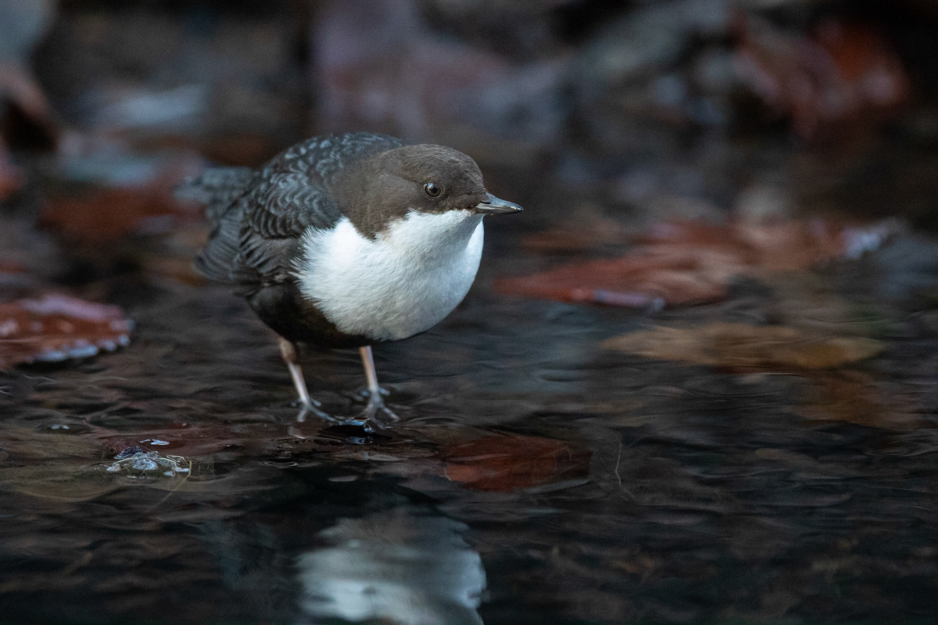 Strömstare / White-throated Dipper, Jordbodalen 2020