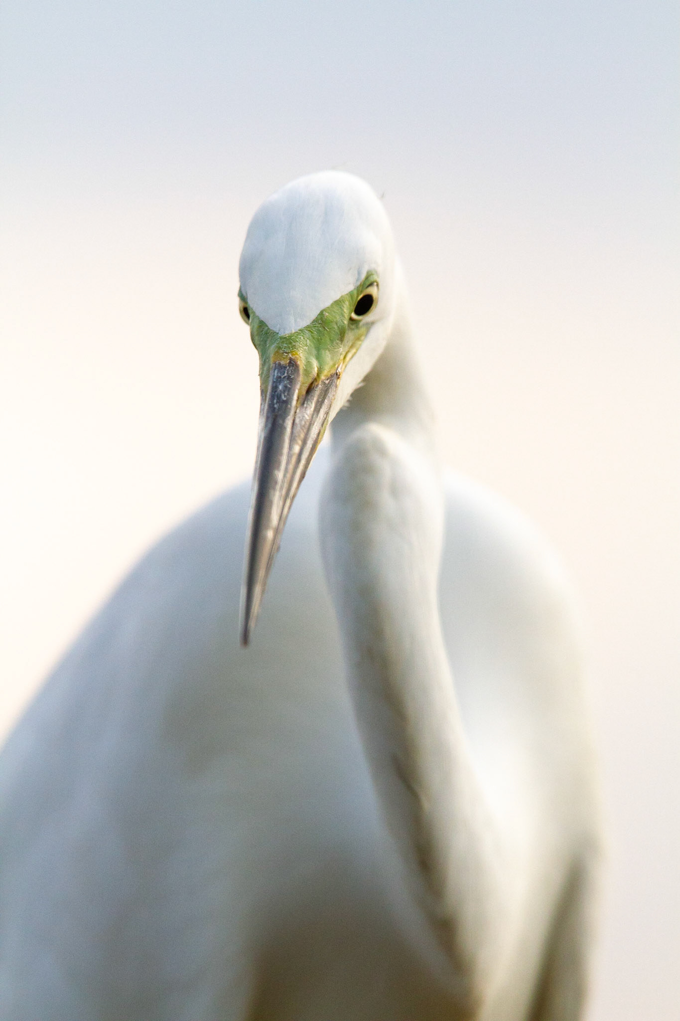 Ägretthäger / Great Egret, Hungary 2013