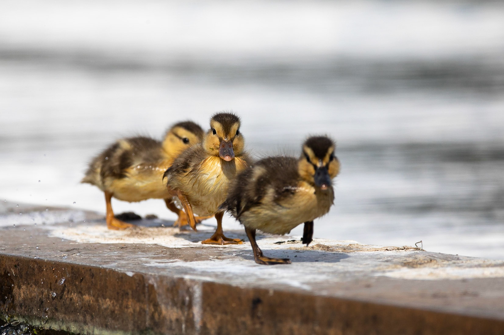 Gräsand / Mallard, Lunds reningsverk 2019