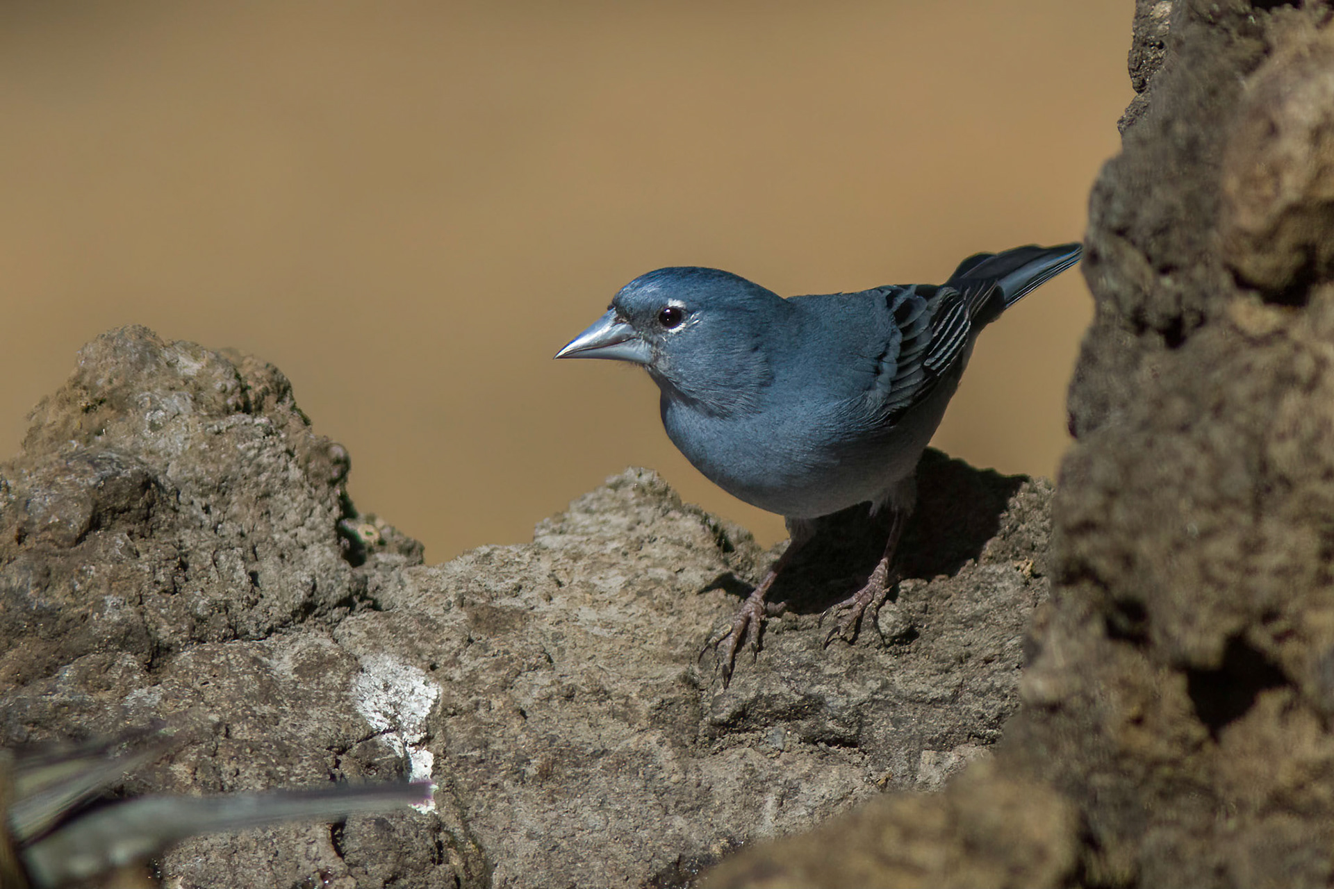 Blåfink / Tenerife Blue Chaffinch, Tenerife Spain 2012