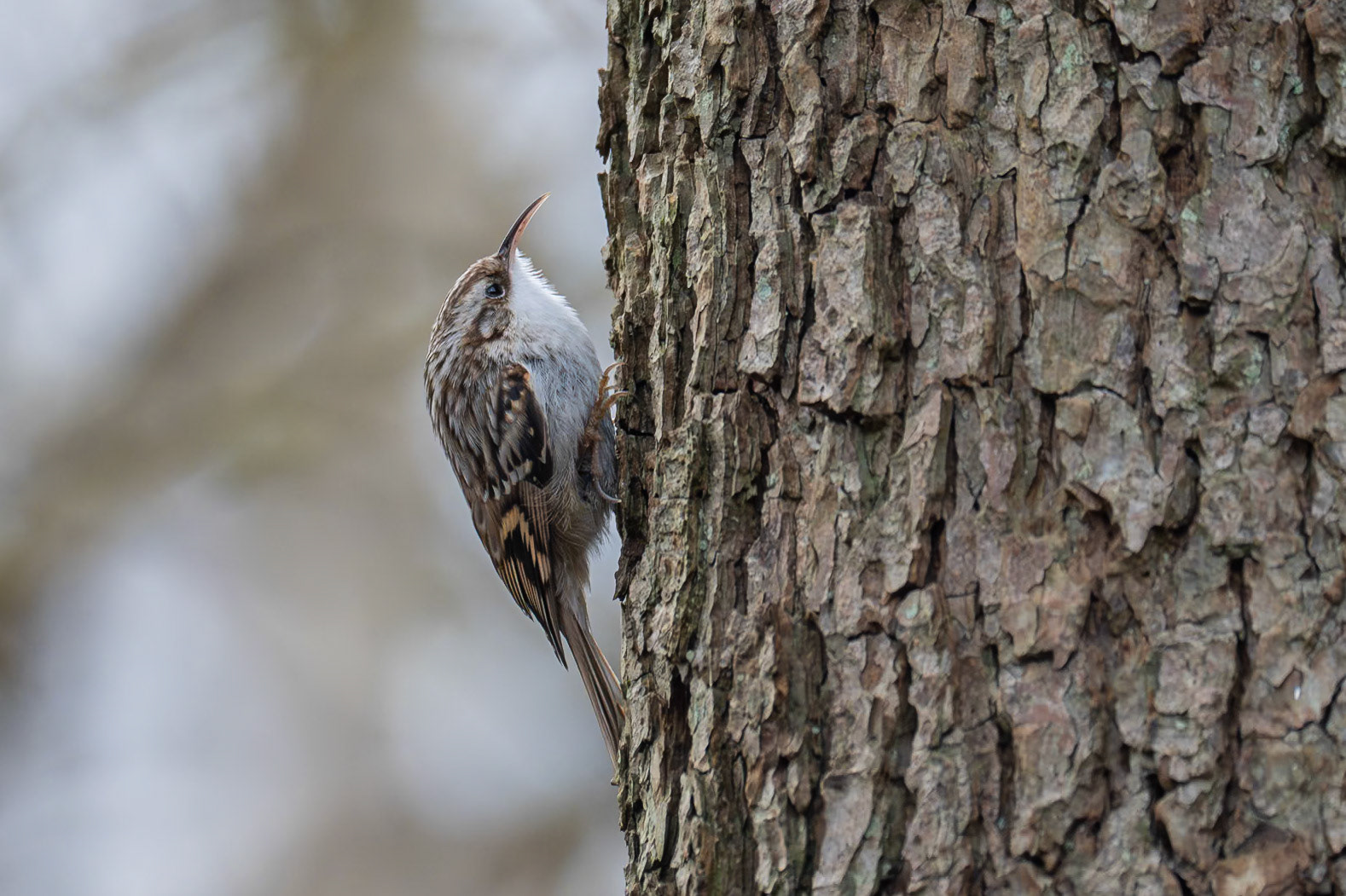 Trädgårdsträdkrypare / Short-toed Treecreeper, Jordbodalen 2024