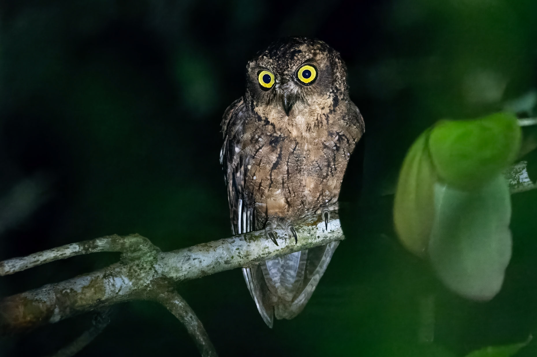 Seychelldvärguv / Seychelles Scops Owl, Sans Souci, Mahé Seychelles 2023