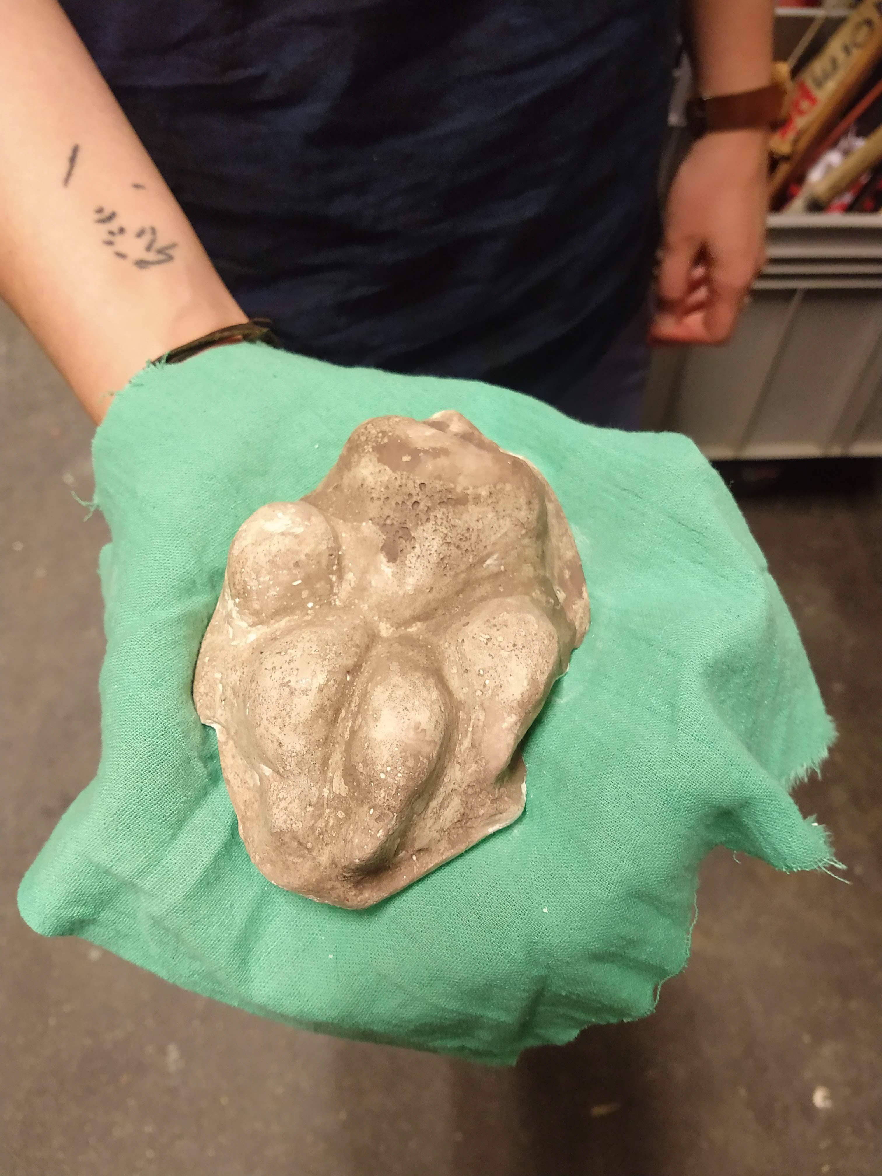 Real Wolf footprint