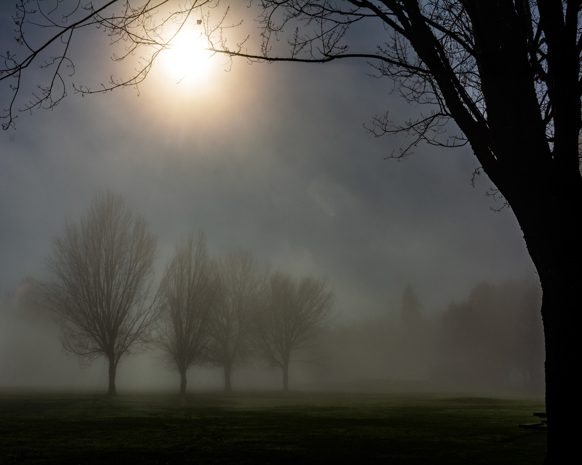 November 29. Unexpected Fog.  Vancouver Lake Park, Vancouver, Washington, United States