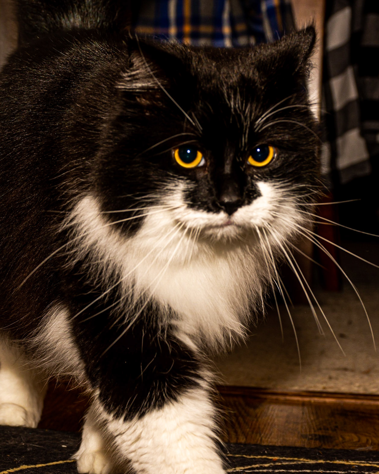 January 16. Sassy Jacoby.  Bennett/Warner, Camas, Washington, United States