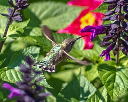 Oregon Zoo, Portland, Oregon, US