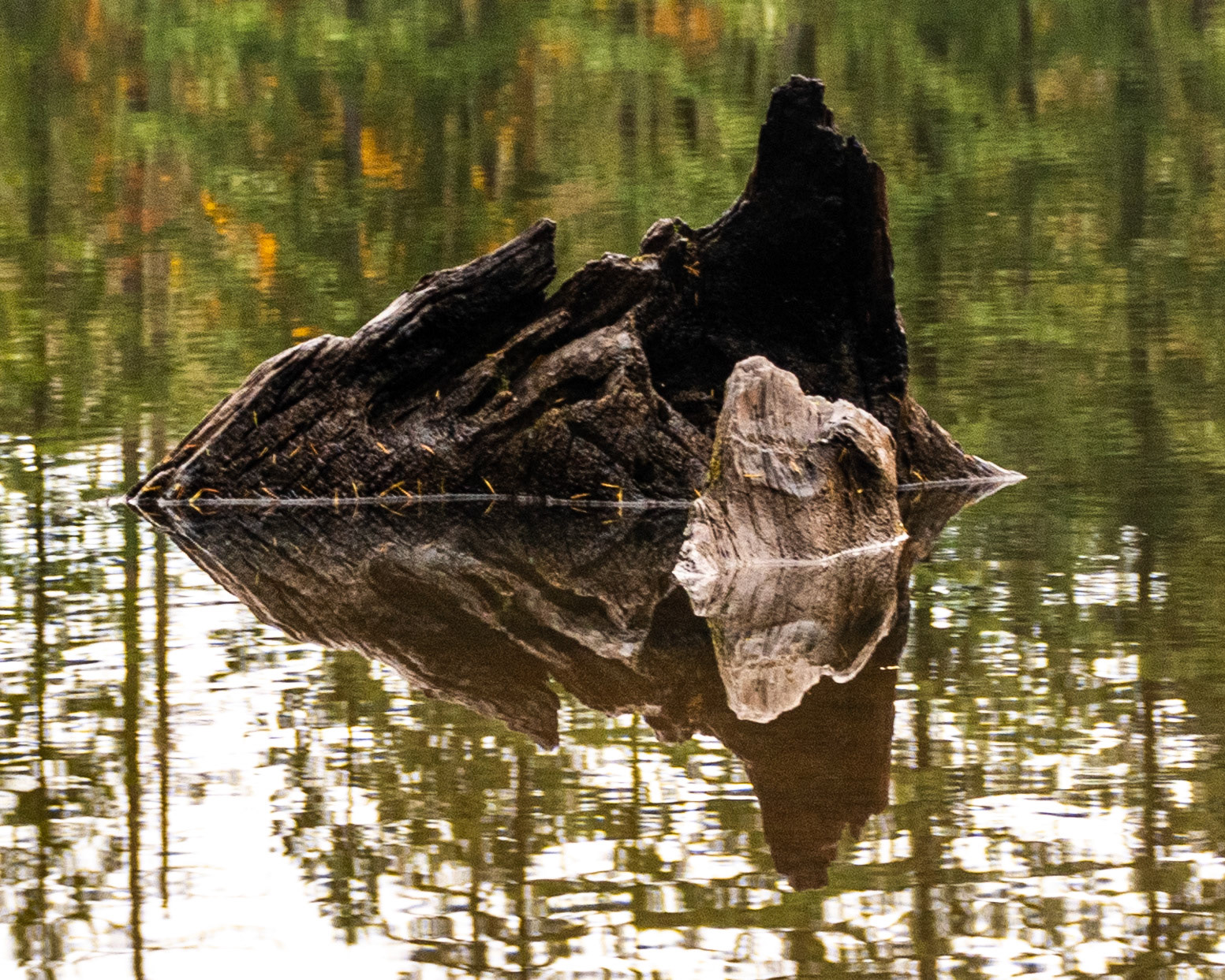 November 16. Reflections.  Lacamas Park, Camas, Washington, United States