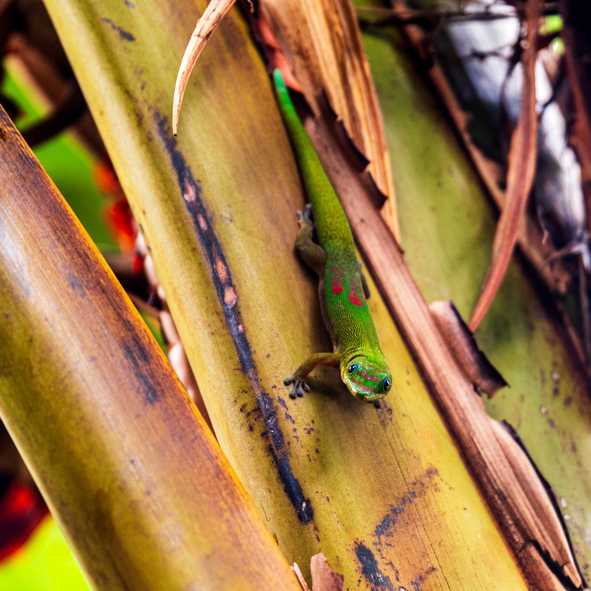 Maui, Hawai'i, United States