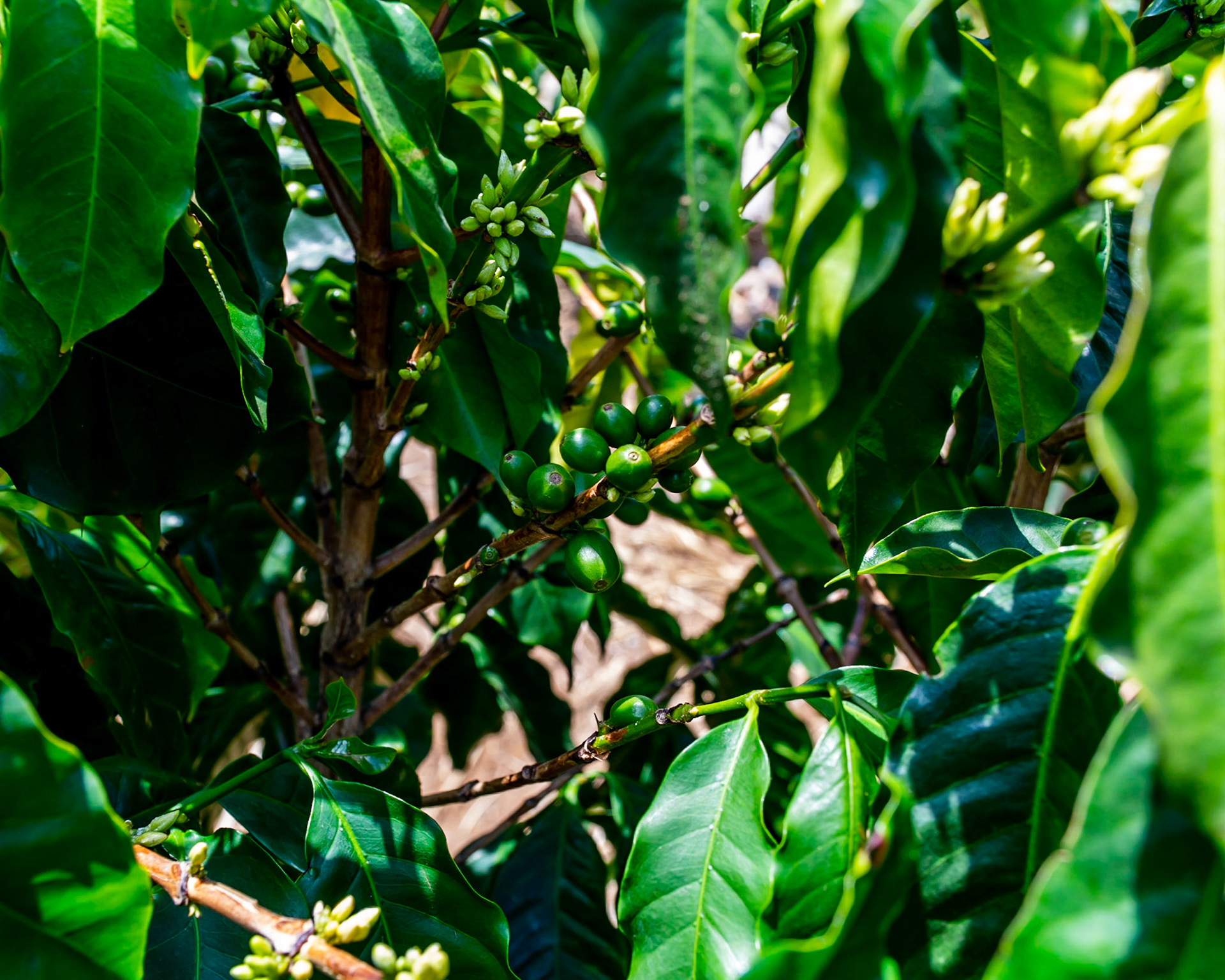 Hacienda Alsacia, Aljuela, Costa Rica