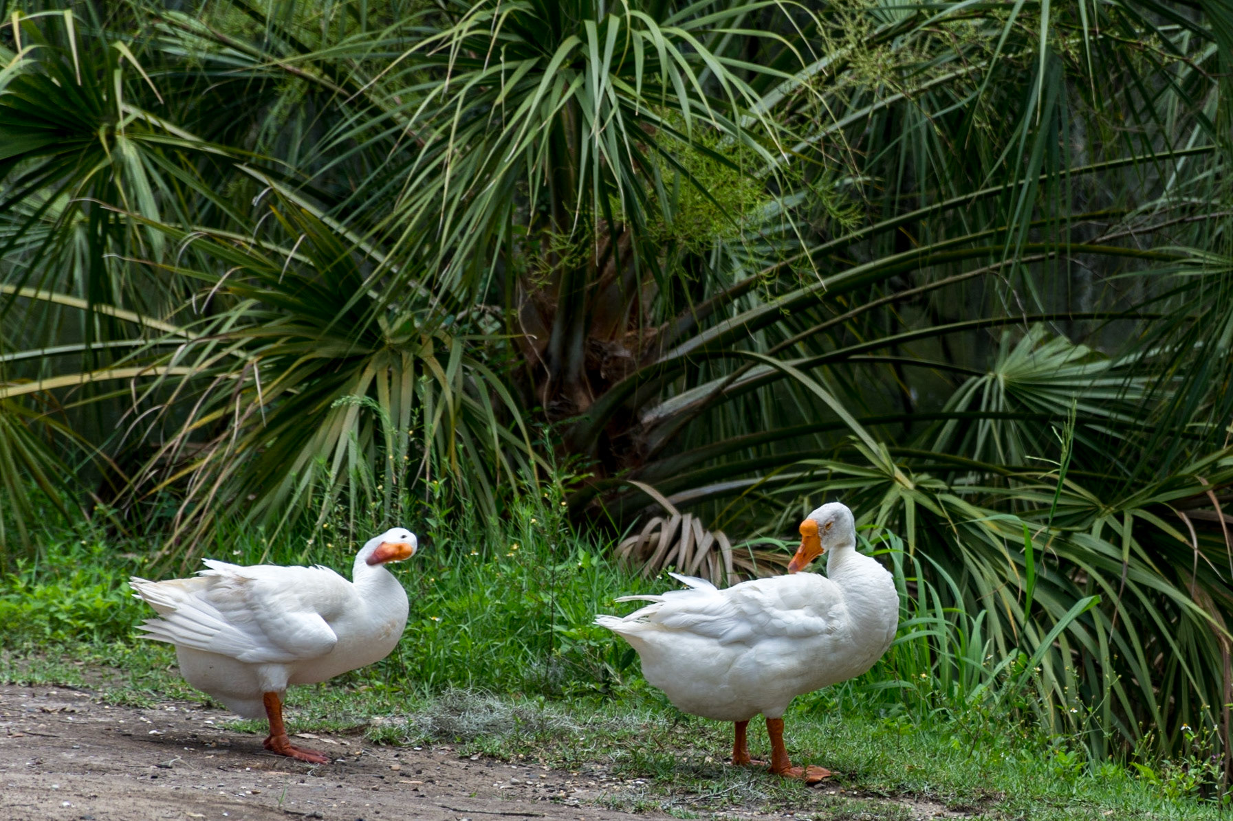 New Orleans, Louisiana, Unted States