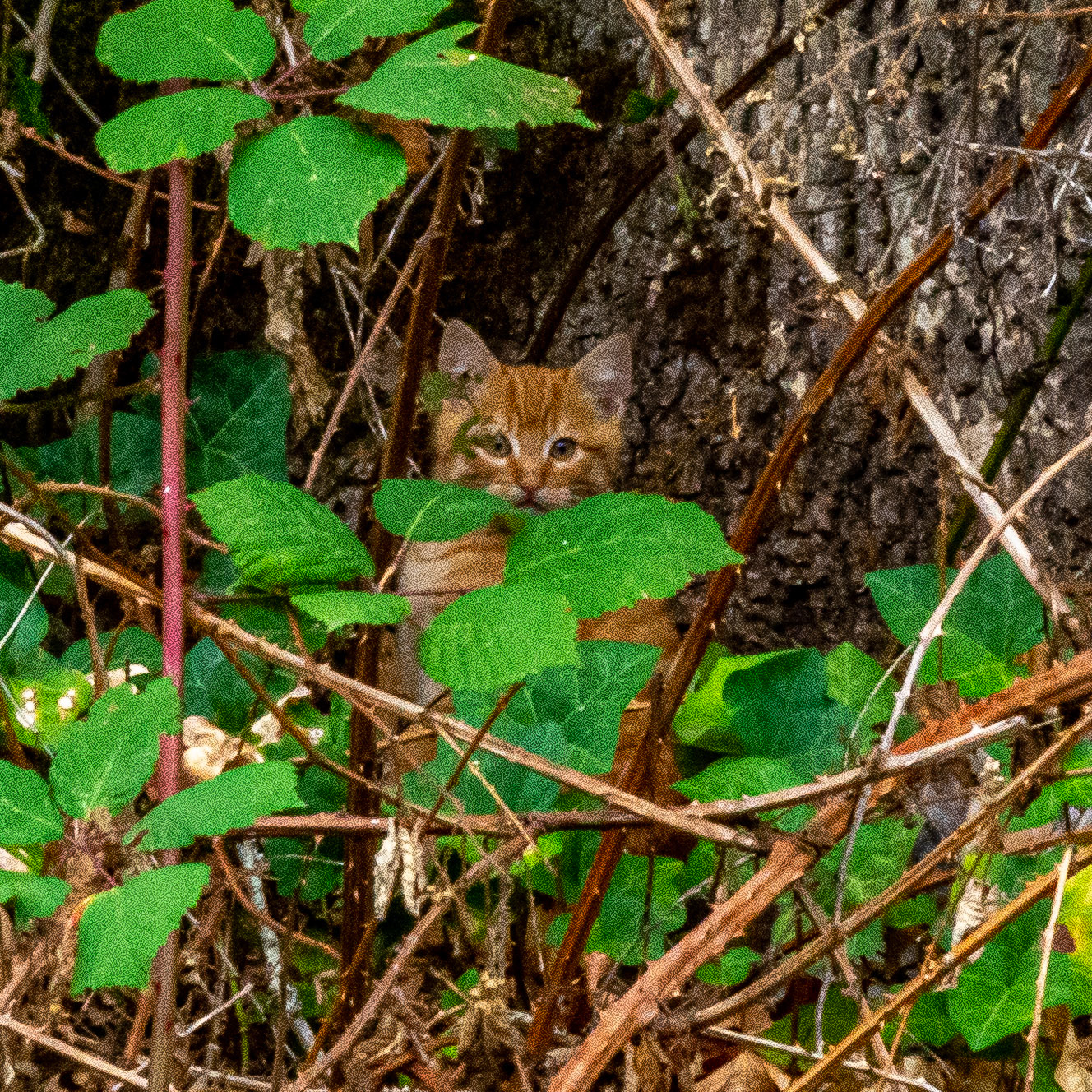 October 16. Hidden Kitten.  Bennett/Warner, Camas, Washington, United States