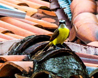 Esterillos Oeste, Coata Rica