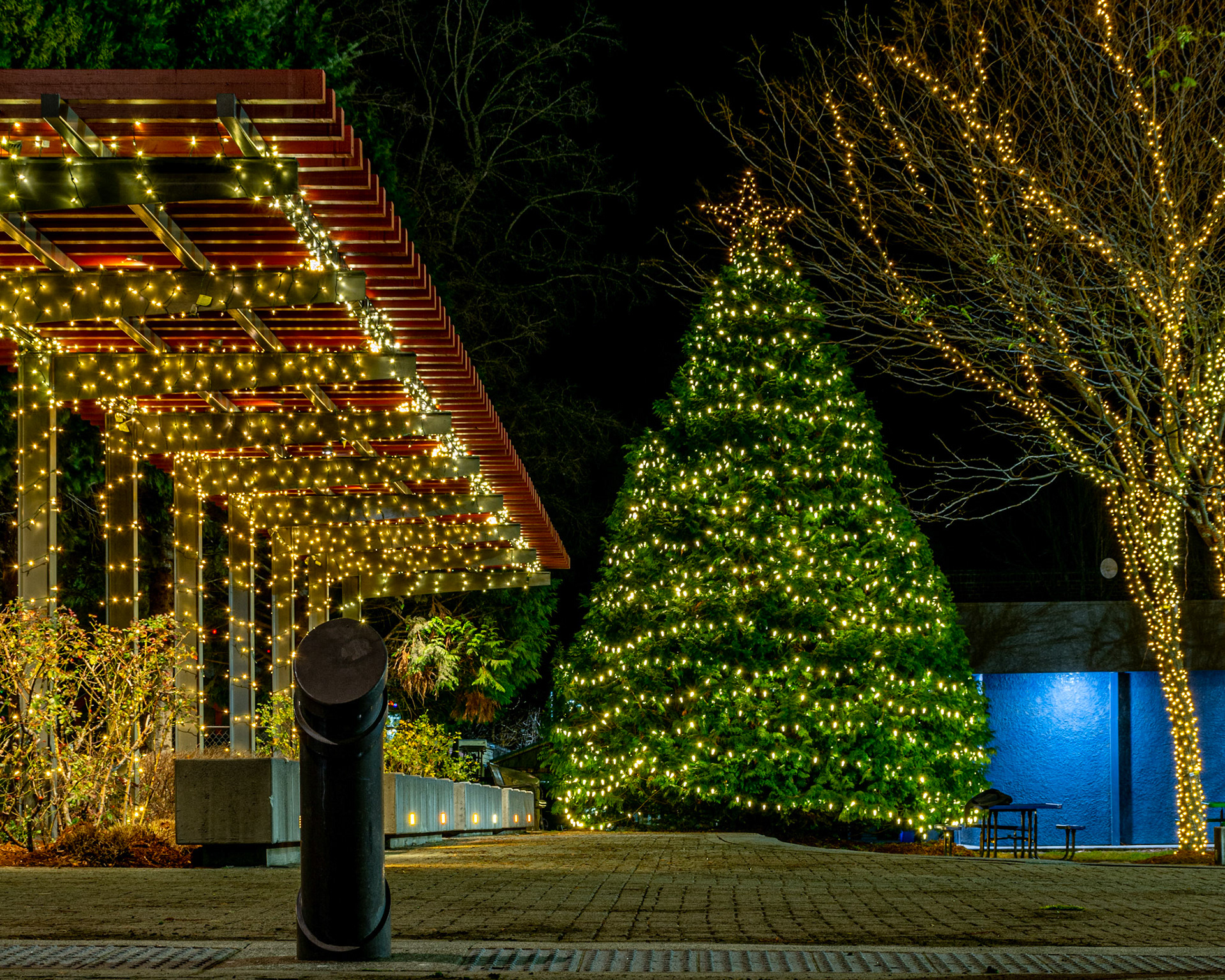 December 3. Tree Lighting.  Reflection Plaza, Washougal, Washington, United States