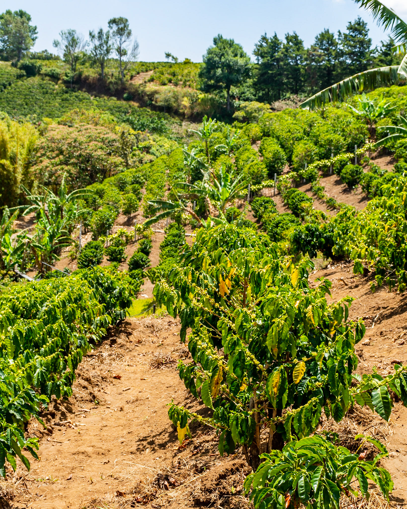 Hacienda Alsacia, Aljuela, Costa Rica