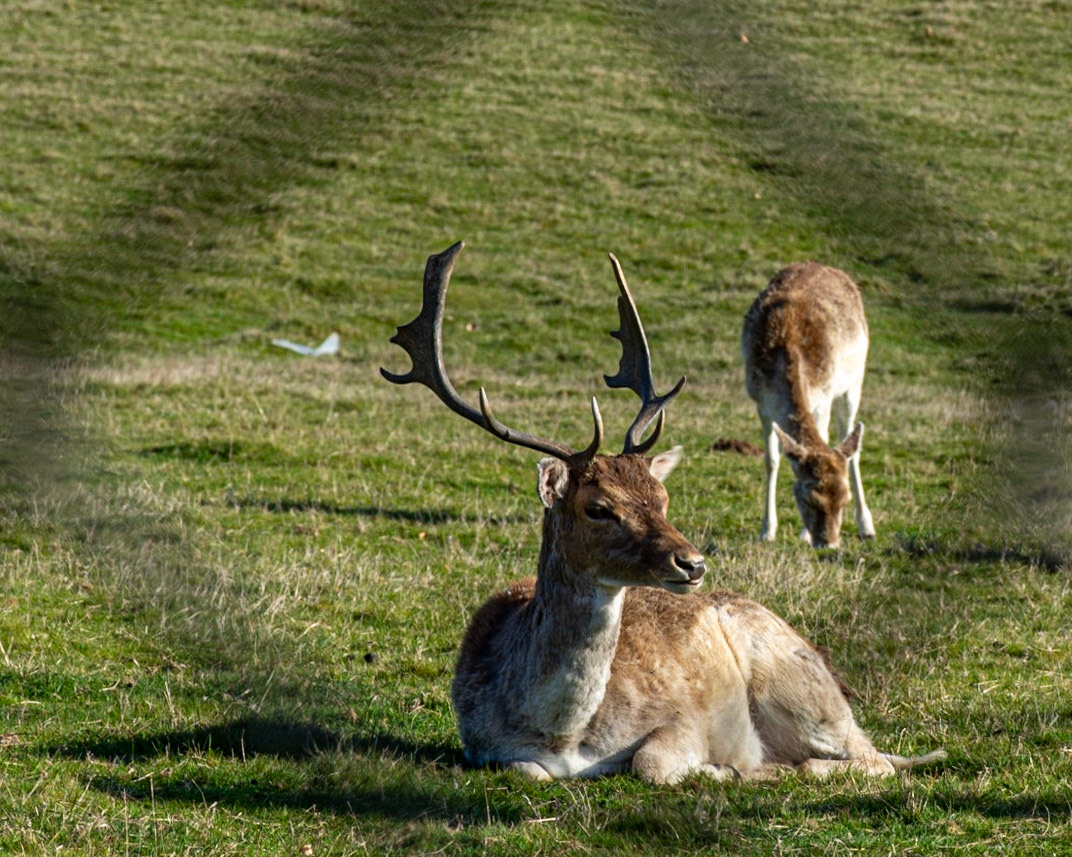 April 13. Disinterested Buck.  Camas, Washington, United States