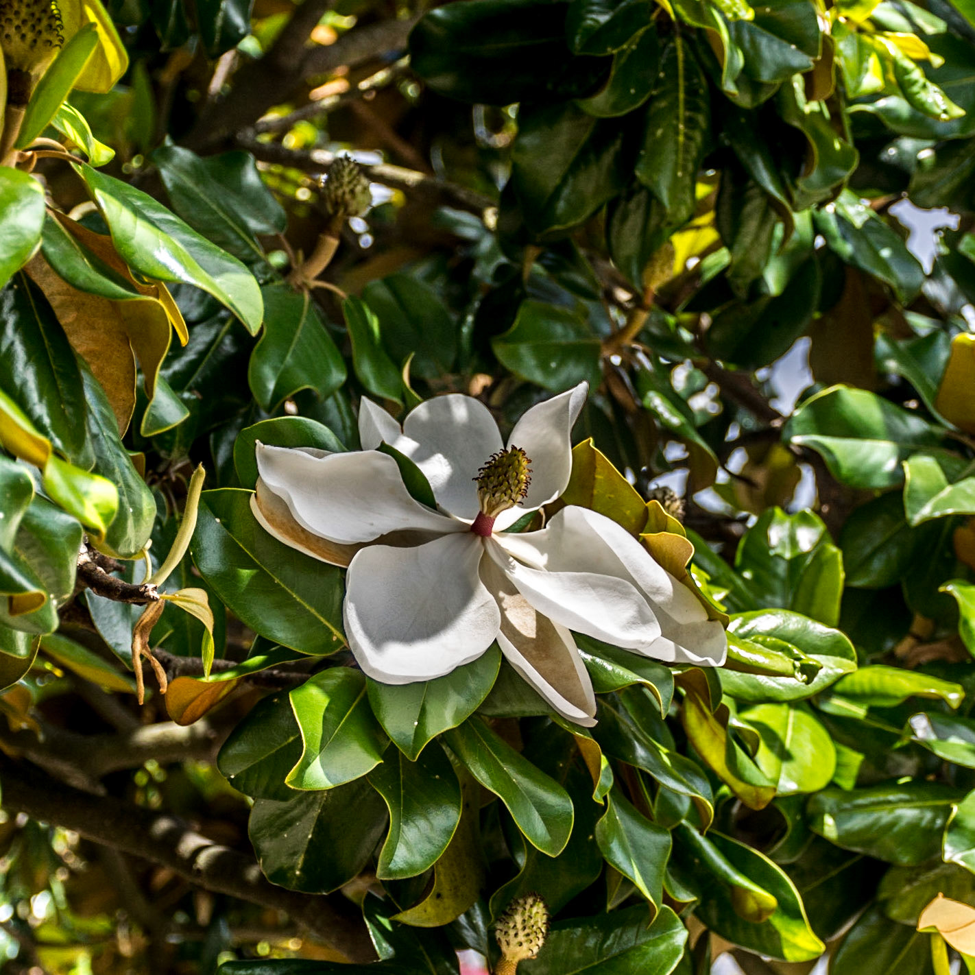 New Orleans, Louisiana, Unted States