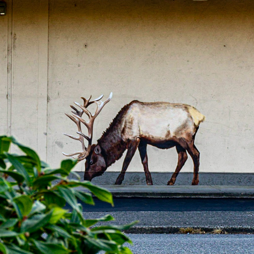 August 4. Grazing.   Washougal, Washington, United States