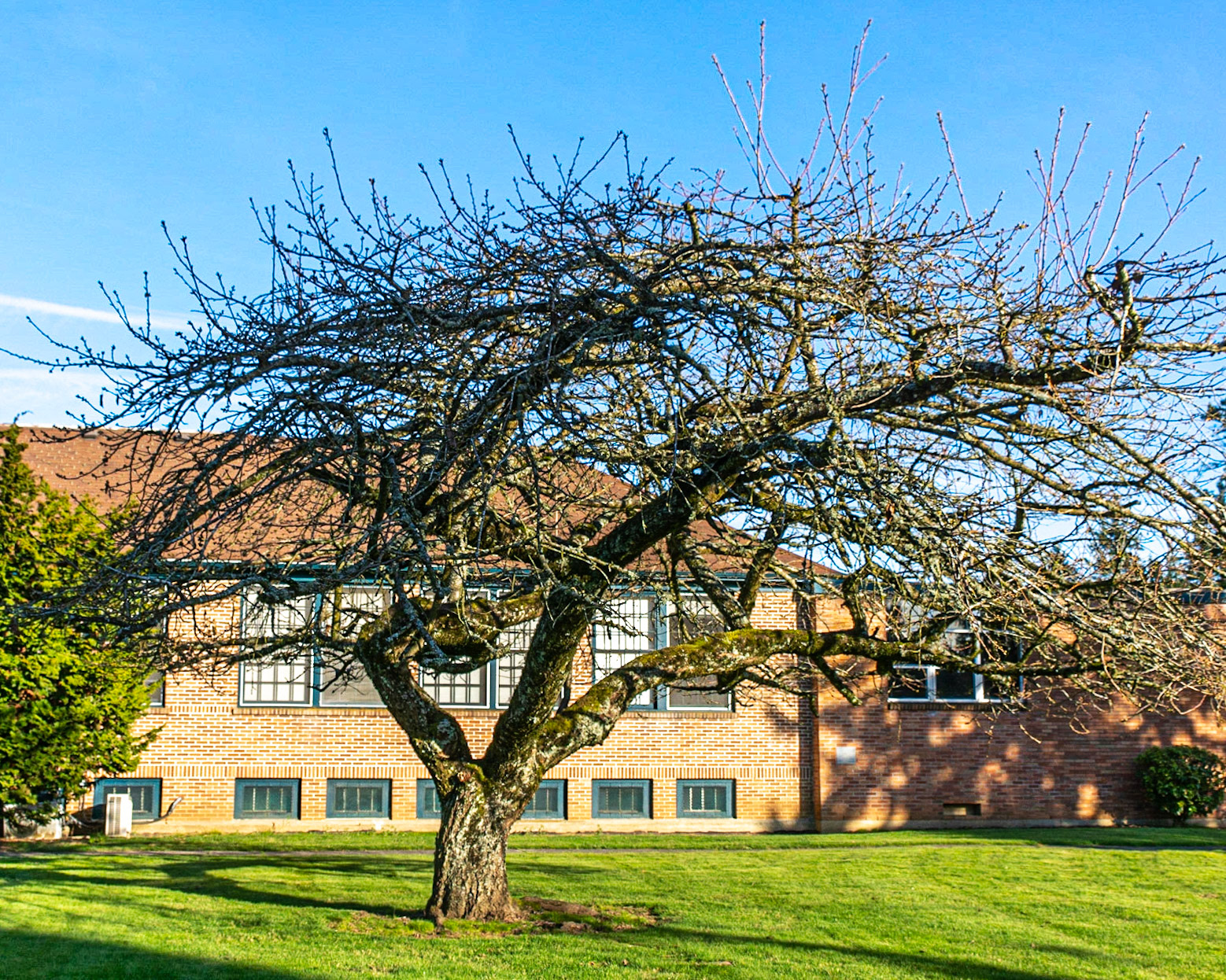 February 26. Gnarly Tree.  Albertina Kerr Centers, Portland, Oregon, United States