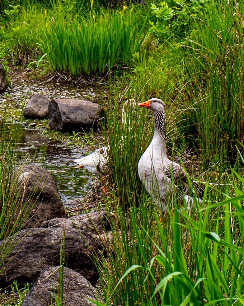 Stevenson, Washington, United States