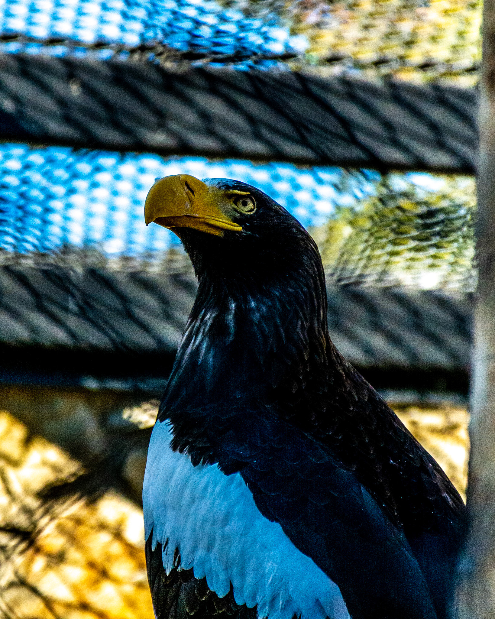 November 4. Sea Eagle.   Zoo Boise, Boise, Idaho, United States