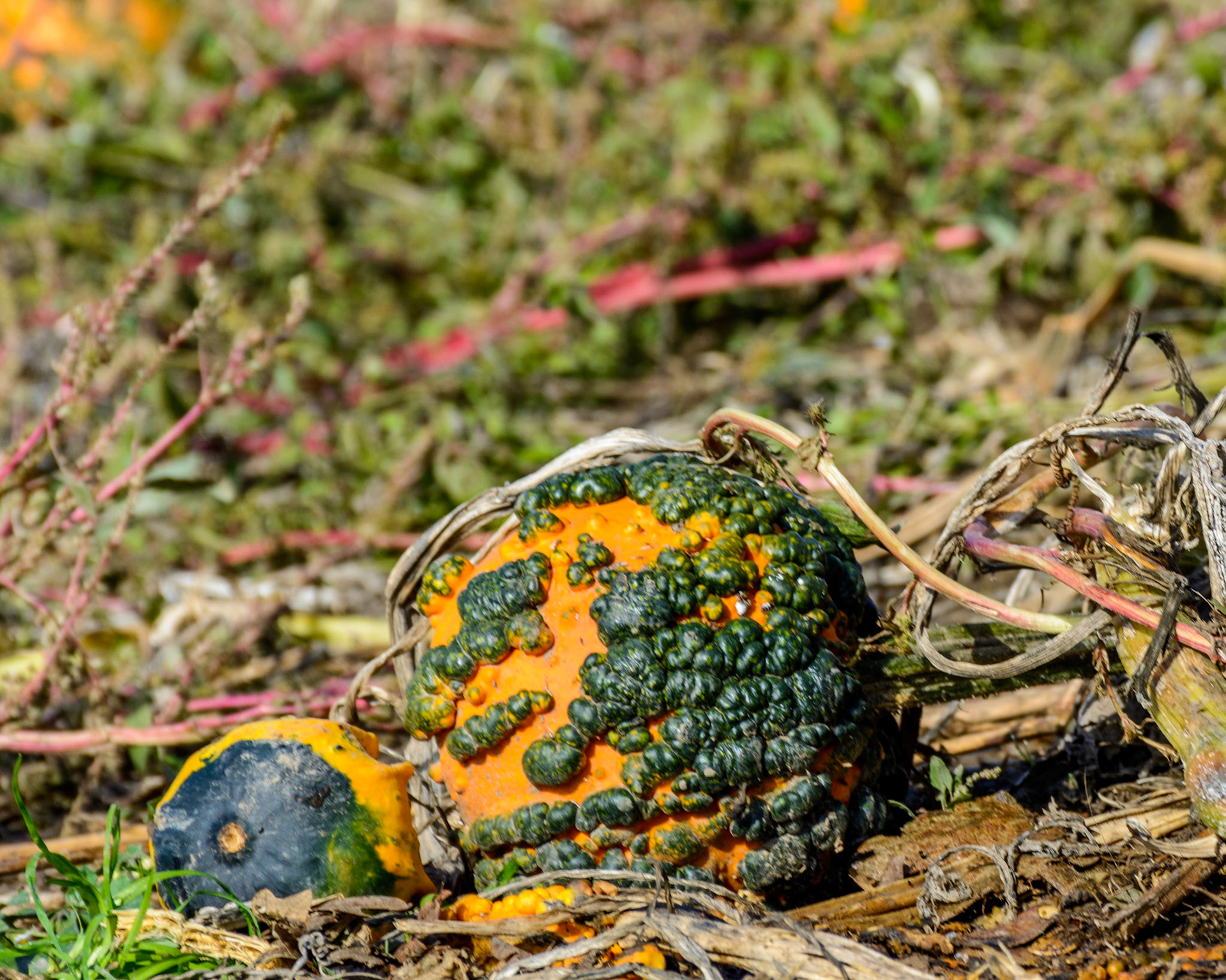 Bauman's Farm and Garden, Gervais, Oregon, United States
